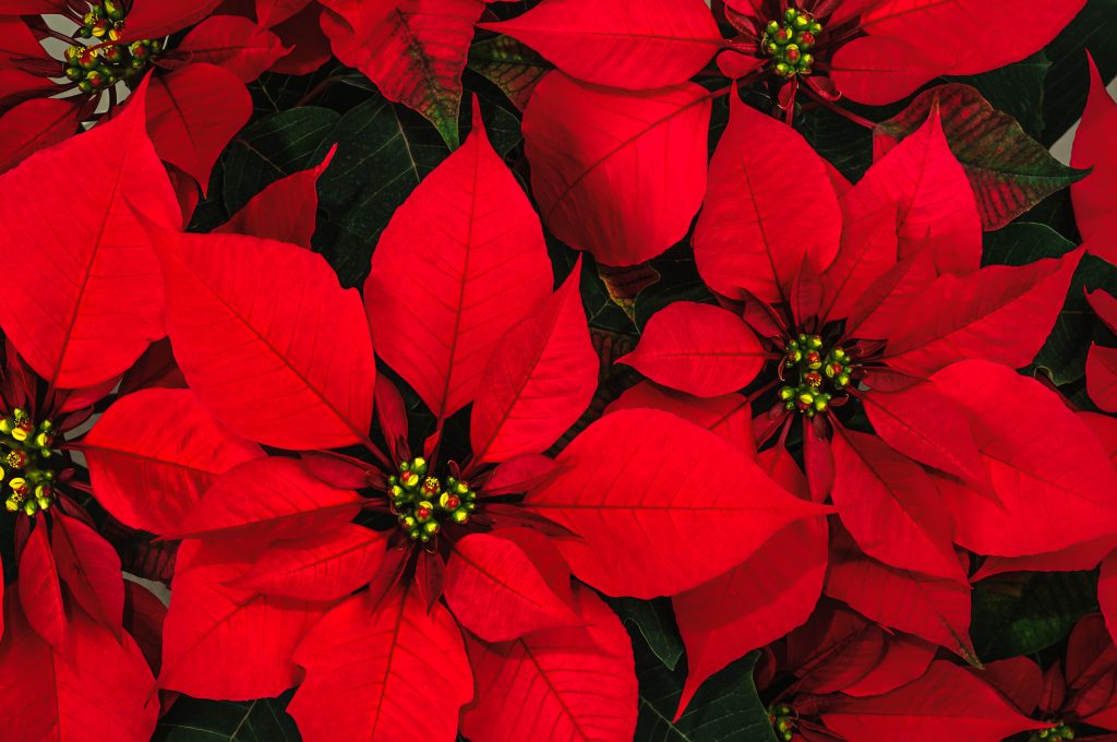 Poinsettia Pick Up in the Vestibule